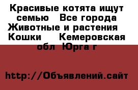 Красивые котята ищут семью - Все города Животные и растения » Кошки   . Кемеровская обл.,Юрга г.